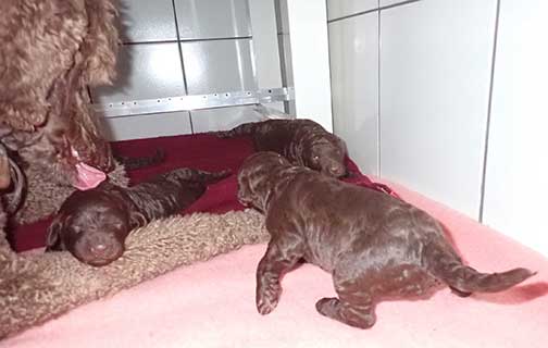 gb3wk05royalstandardpoodlesBruno