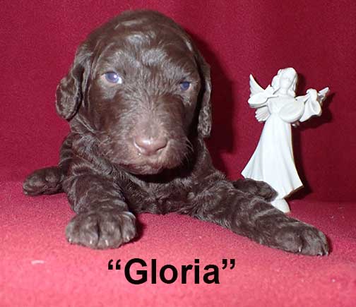 gb3wkGloria3010