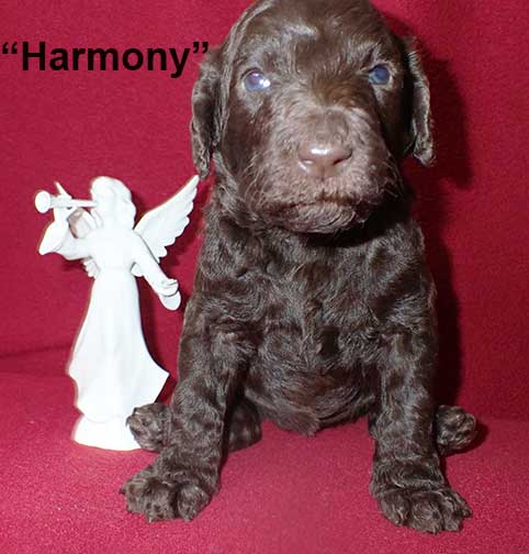 gb3wkHarmony6960