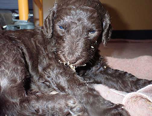 gb4wk02royalstandardpoodlesBruno