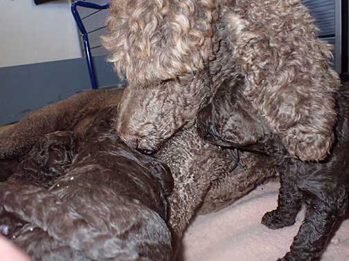 gb4wk04royalstandardpoodlesBruno