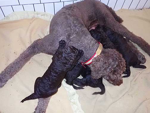 gb4wk05royalstandardpoodlesBruno
