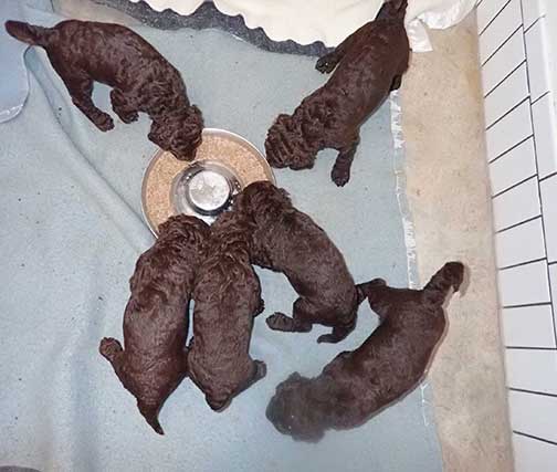 gb4wk13royalstandardpoodlesBruno