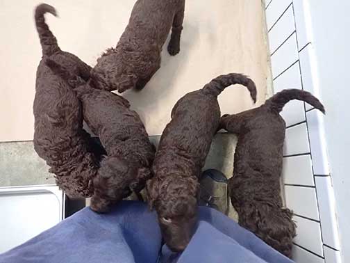 gb4wk14royalstandardpoodlesBruno