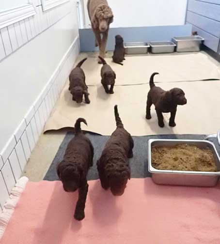 gb4wk15royalstandardpoodlesBruno