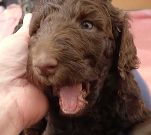 gb4wk18royalstandardpoodlesBruno