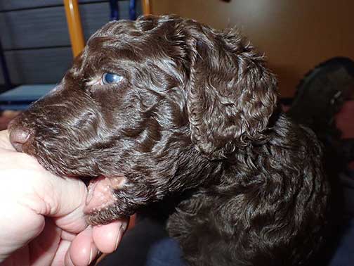 gb4wk20royalstandardpoodlesBruno