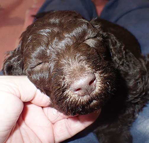 gb4wk21royalstandardpoodlesBruno