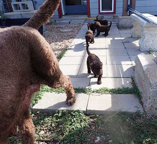 gb4wk23royalstandardpoodlesBruno