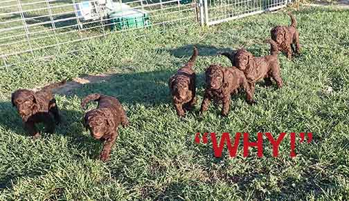 gb4wk26royalstandardpoodlesBruno