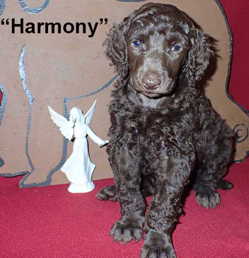 gb5wkHarmony6960