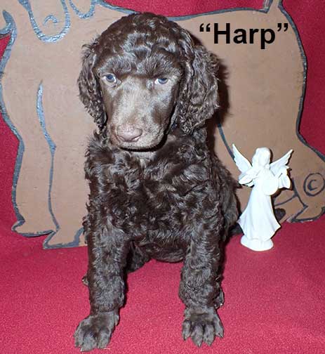 gb5wkHarp0521