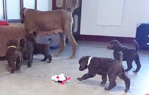 gb7wk02royalstandardpoodlesBruno
