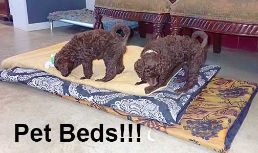 gb7wk06royalstandardpoodlesBruno