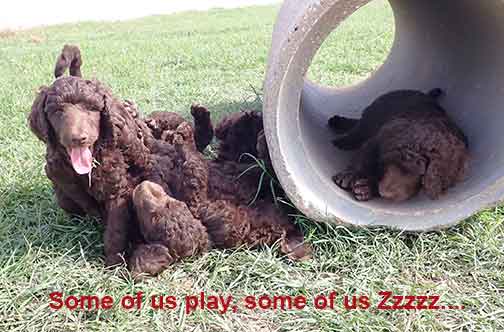 gb7wk10royalstandardpoodlesBruno