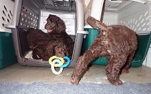 gb7wk17royalstandardpoodlesBruno