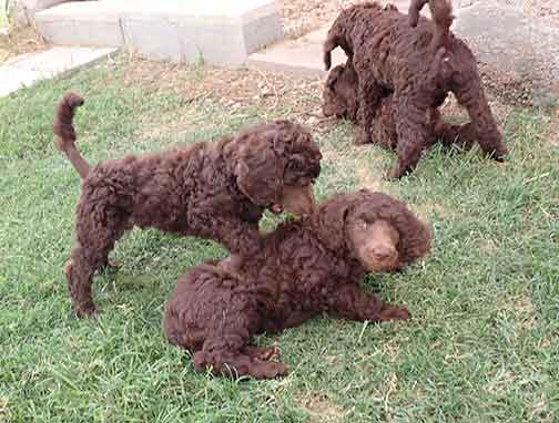 gb7wk24royalstandardpoodlesBruno