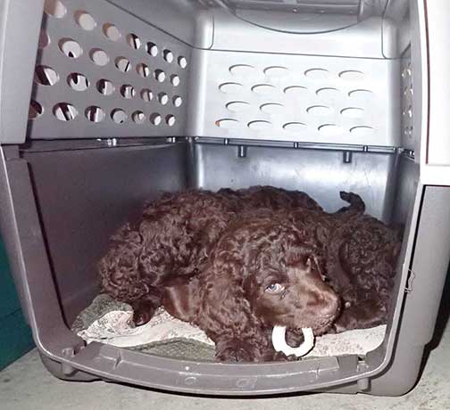 gb7wk25royalstandardpoodlesBruno
