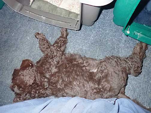 gb7wk26royalstandardpoodlesBruno