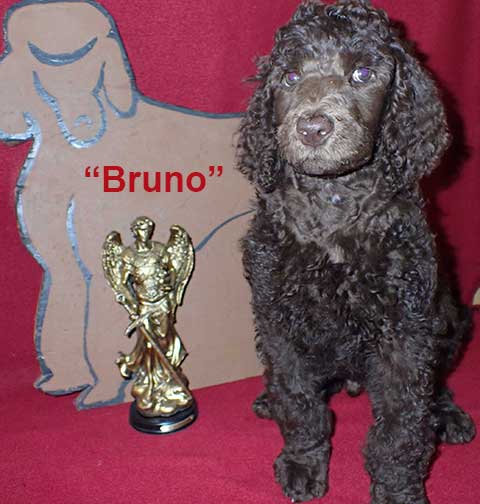 gb7wkBruno6313