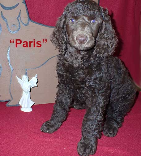 gb7wkParis3010