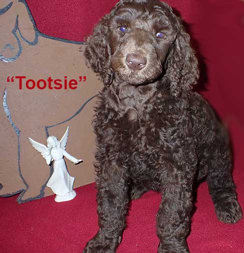 gb7wkTootsie6960