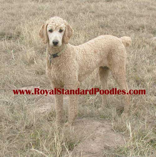 giantstandardpoodleenyawww