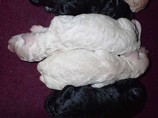 gr1wk17whitestandardpoodlesforsale