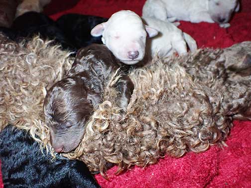 gr1wk19whitestandardpoodlesforsale