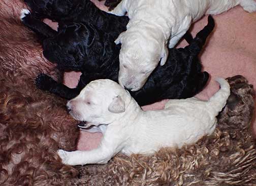 gr3wks04whiteroyalstandardpoodles