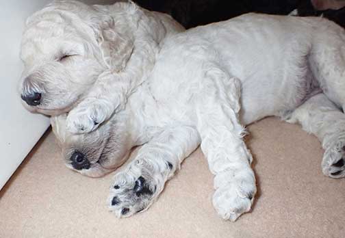 gr3wks25whiteroyalstandardpoodles