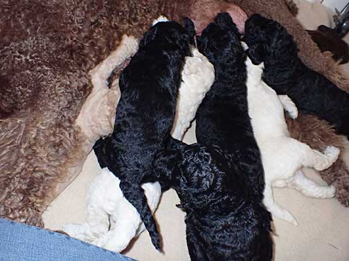 gr5wks05whitestandardpoodles