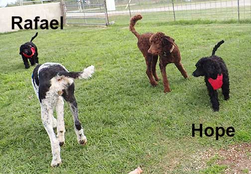 jd11wk03Hoperoyalstandardpoodles