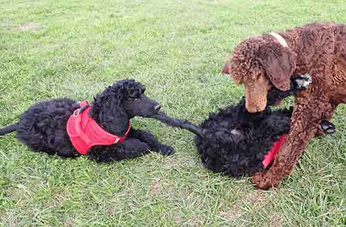 jd11wk08Hoperoyalstandardpoodles