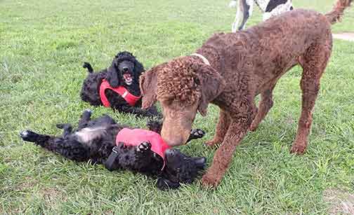 jd11wk09Hoperoyalstandardpoodles