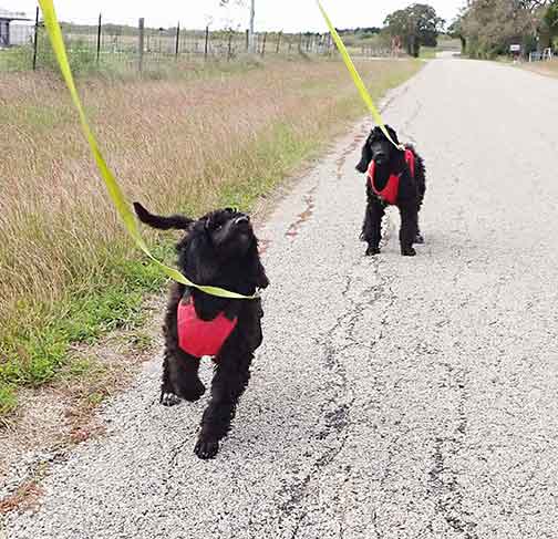 jd11wk11royalstandardpoodles