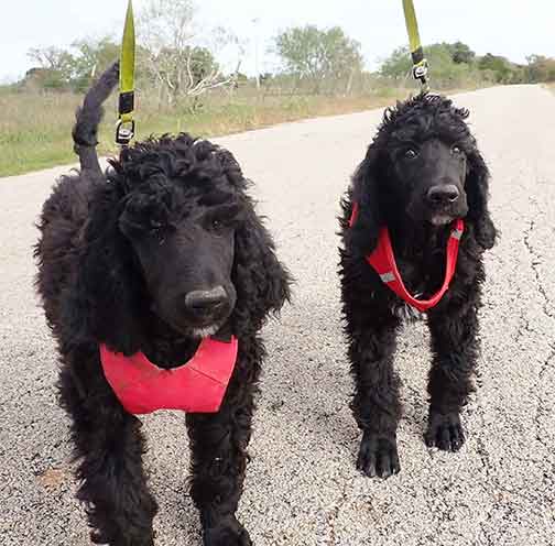 jd11wk12royalstandardpoodles