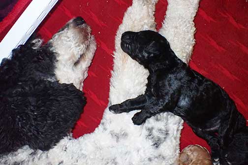 jd3wk05royalstandardpoodles