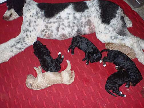 jd3wk14royalstandardpoodles