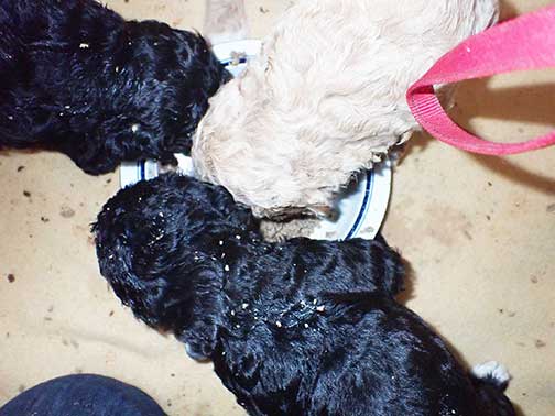 jd5wk03royalstandardpoodles