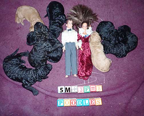 jh1wk24standardpoodlesforsale