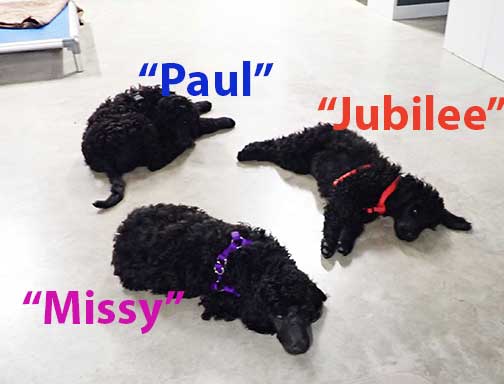 jh3mAll3standardpoodlespuppies