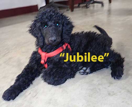 jh3mJubileestandardpoodlespuppies