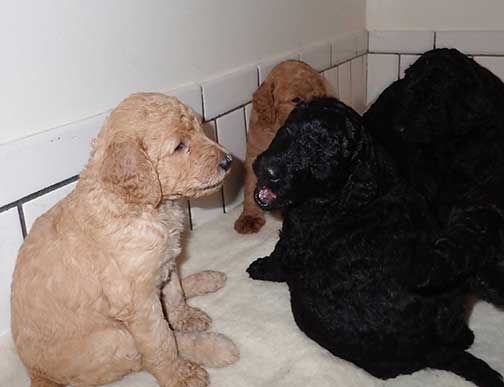 jh5wk05standardpoodlepuppiesforsale