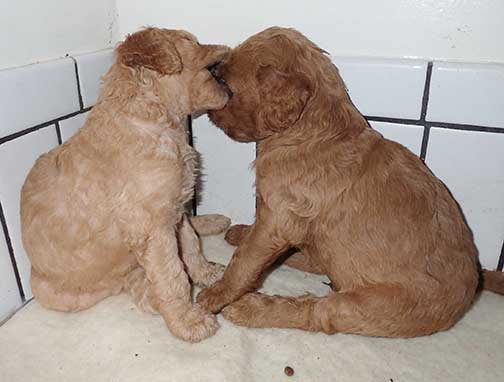 jh5wk06standardpoodlepuppiesforsale