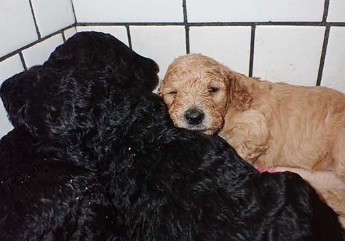 jh5wk14standardpoodlepuppiesforsale