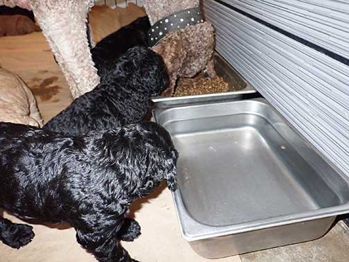 jh5wk20standardpoodlepuppiesforsale