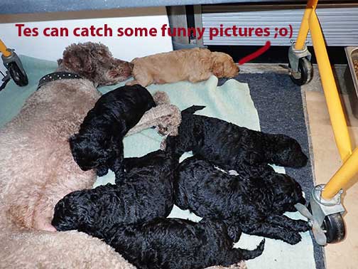 jh5wk21standardpoodlepuppiesforsale