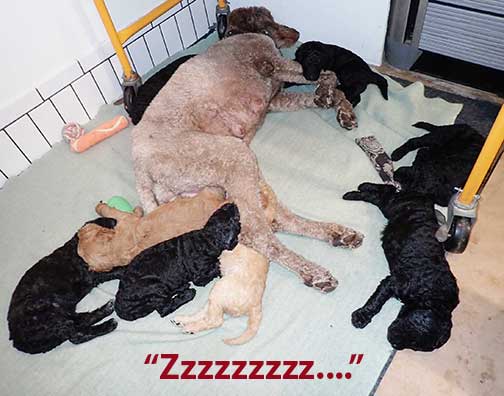 jh5wk22standardpoodlepuppiesforsale