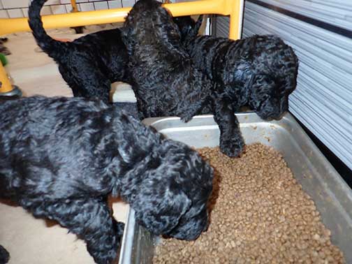 jh5wk24standardpoodlepuppiesforsale